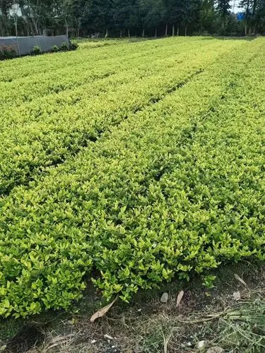 乒乓球台缩水怎么办
